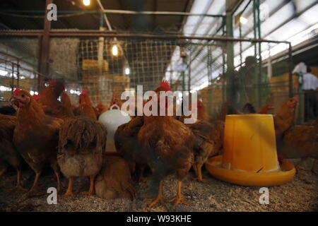 Les poulets vivants sont mis en cage à un marché de gros de volailles vivantes à Shanghai, Chine, le 20 juin 2013. C'était comme d'habitude le jeudi (20 juin 2013) Banque D'Images