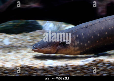 L'anguille électrique (Electrophorus electricus) Nager dans l'eau du réservoir Banque D'Images