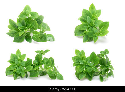 Les jeunes feuilles vertes de basilic frais isolé sur fond blanc, d'Herbes Basilic Feuilles isolées, Vue du dessus Banque D'Images