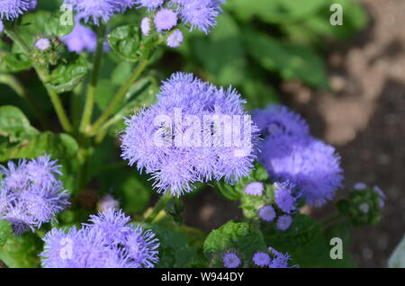 L'été en Nouvelle-Écosse : Ageratum (bleu) Fleurs de vison Banque D'Images