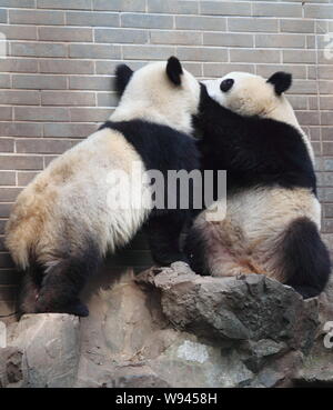 Panda géant twins Chengda Chengxiao et jouer ensemble au Zoo de Hangzhou à Hangzhou, province de Zhejiang, Chine de l'Est 26 novembre 2013. Banque D'Images
