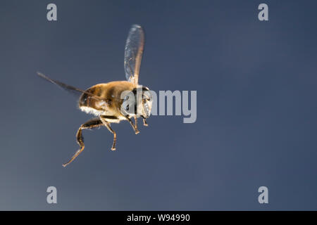 Große Bienenschwebfliege Bienen-Schwebfliege Mistbiene,,,, Schlammfliege Scheinbienen-Keilfleckschwebfliege, Männchen, Flug, Eristalis tenax, fliegend Banque D'Images