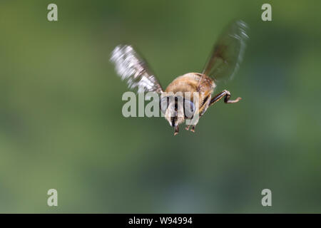 Große Bienenschwebfliege Bienen-Schwebfliege Mistbiene,,, Schlammfliege Scheinbienen-Keilfleckschwebfliege Weibchen,,, Flug, Eristalis tenax, fliegend Banque D'Images