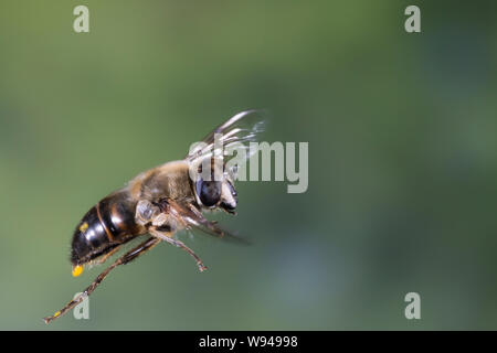 Große Bienenschwebfliege Bienen-Schwebfliege Mistbiene,,, Schlammfliege Scheinbienen-Keilfleckschwebfliege Weibchen,,, Flug, Eristalis tenax, fliegend Banque D'Images