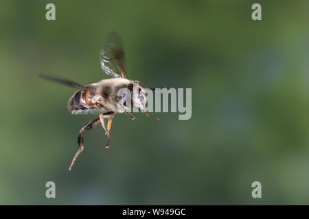 Große Bienenschwebfliege Bienen-Schwebfliege Mistbiene,,, Schlammfliege Scheinbienen-Keilfleckschwebfliege Weibchen,,, Flug, Eristalis tenax, fliegend Banque D'Images