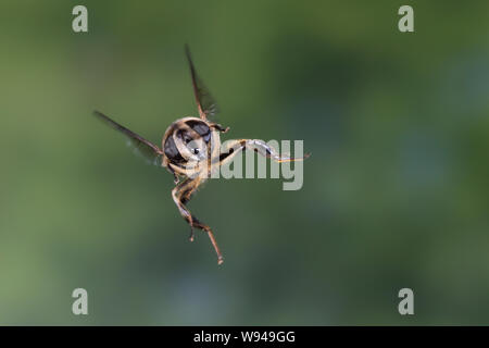 Große Bienenschwebfliege Bienen-Schwebfliege Mistbiene,,, Schlammfliege Scheinbienen-Keilfleckschwebfliege Weibchen,,, Flug, Eristalis tenax, fliegend Banque D'Images