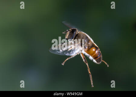 Große Bienenschwebfliege Bienen-Schwebfliege Mistbiene,,,, Schlammfliege Scheinbienen-Keilfleckschwebfliege, Männchen, Flug, Eristalis tenax, fliegend Banque D'Images