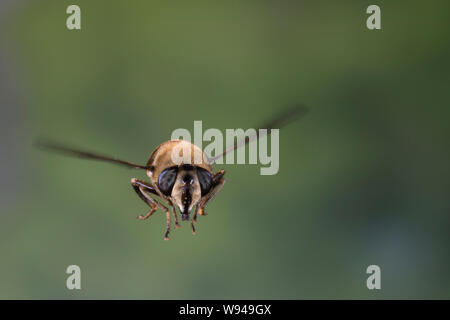 Große Bienenschwebfliege Bienen-Schwebfliege Mistbiene,,, Schlammfliege Scheinbienen-Keilfleckschwebfliege Weibchen,,, Flug, Eristalis tenax, fliegend Banque D'Images