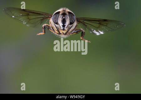 Große Bienenschwebfliege Bienen-Schwebfliege Mistbiene,,, Schlammfliege Scheinbienen-Keilfleckschwebfliege Weibchen,,, Flug, Eristalis tenax, fliegend Banque D'Images