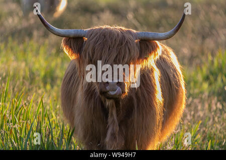 Vache Highland cattle fourrure pelucheuse cheveux face bull cornes d'animaux d'élevage Banque D'Images