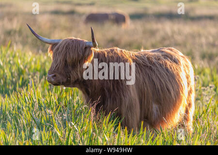 Vache Highland cattle fourrure pelucheuse cheveux face bull cornes d'animaux d'élevage Banque D'Images