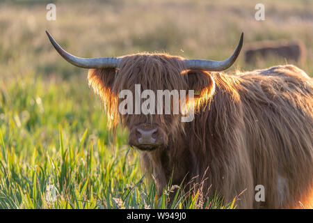 Vache Highland cattle fourrure pelucheuse cheveux face bull cornes d'animaux d'élevage Banque D'Images