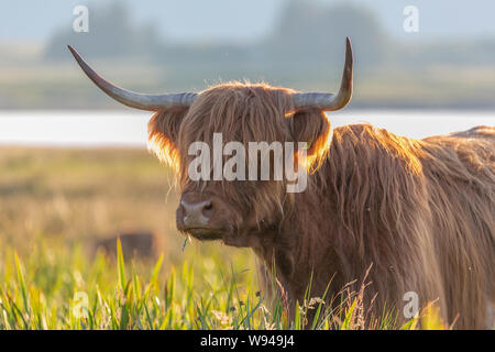 Vache Highland cattle fourrure pelucheuse cheveux face bull cornes d'animaux d'élevage Banque D'Images