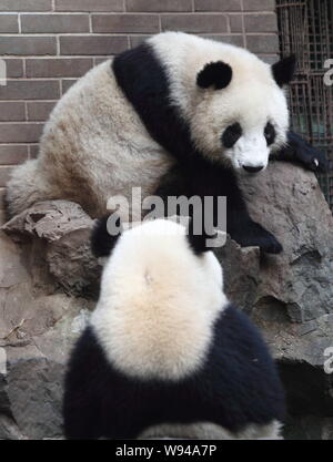 Panda géant twins Chengda et Chengxiao sont illustrés à la Zoo de Hangzhou à Hangzhou, province de Zhejiang, Chine de l'Est 26 novembre 2013. Banque D'Images