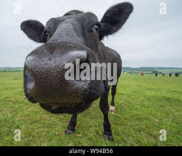 Des vaches pourrait annoncer une nouvelle industrie. Crédit : Colin Fisher/CDFIMAGES.COM/ALAMY Banque D'Images