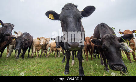 Des vaches pourrait annoncer une nouvelle industrie. Crédit : Colin Fisher/CDFIMAGES.COM/ALAMY Banque D'Images