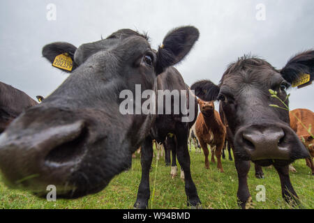 Des vaches pourrait annoncer une nouvelle industrie. Crédit : Colin Fisher/CDFIMAGES.COM/ALAMY Banque D'Images