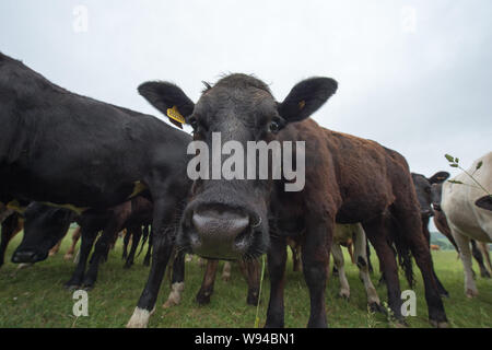 Des vaches pourrait annoncer une nouvelle industrie. Crédit : Colin Fisher/CDFIMAGES.COM/ALAMY Banque D'Images