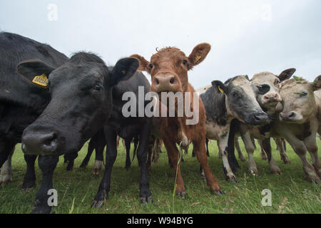 Des vaches pourrait annoncer une nouvelle industrie. Crédit : Colin Fisher/CDFIMAGES.COM/ALAMY Banque D'Images