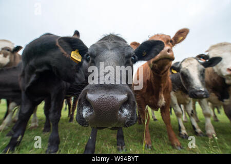 Des vaches pourrait annoncer une nouvelle industrie. Crédit : Colin Fisher/CDFIMAGES.COM/ALAMY Banque D'Images