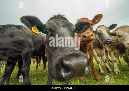 Des vaches pourrait annoncer une nouvelle industrie. Crédit : Colin Fisher/CDFIMAGES.COM/ALAMY Banque D'Images