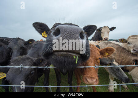 Des vaches pourrait annoncer une nouvelle industrie. Crédit : Colin Fisher/CDFIMAGES.COM/ALAMY Banque D'Images