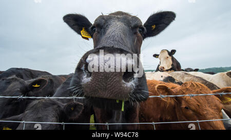 Des vaches pourrait annoncer une nouvelle industrie. Crédit : Colin Fisher/CDFIMAGES.COM/ALAMY Banque D'Images