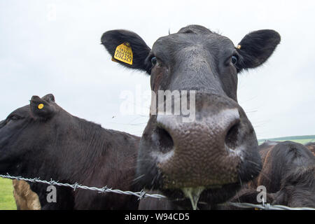 Des vaches pourrait annoncer une nouvelle industrie. Crédit : Colin Fisher/CDFIMAGES.COM/ALAMY Banque D'Images