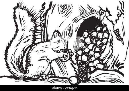 Le stockage d'Écureuil écrous dans les noeuds d'un arbre creux débordant les glands sur la brance tel qu'il est longue queue poilu tenant un seul écrou près de itsel Illustration de Vecteur