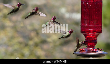 Plusieurs images d'un colibri en vol Banque D'Images