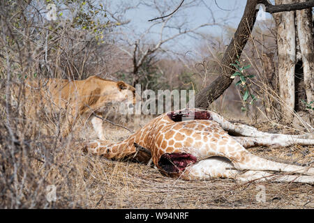 Lion et girafe morte, Zakouma Tchad Banque D'Images