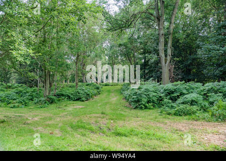 Une promenade à Cobham Woods, Kent, Royaume-Uni - vues Banque D'Images