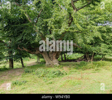 Une promenade à Cobham Woods, Kent, Royaume-Uni - vues Banque D'Images