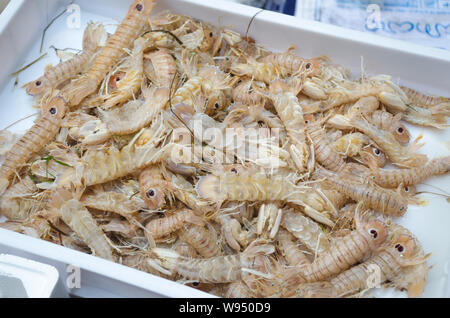 Squilla mantis pour vente à la Squilla mantis Banque D'Images