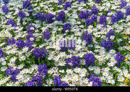 Arrière-plan de fleurs de Marguerite, les petits pétales blancs minuscules avec corola jaune et bleu jacinthes fleurs poussent et le couvercle sur le terrain. Banque D'Images