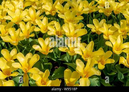 Haut et vue en gros groupe de tulipes en fleurs jaunes. Banque D'Images