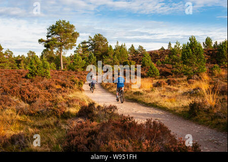 Vacances en famille - vélo à travers la forêt écossaise dans le domaine de Rothiemurchus le Parc National de Cairngorms près d'Aviemore en Ecosse Banque D'Images