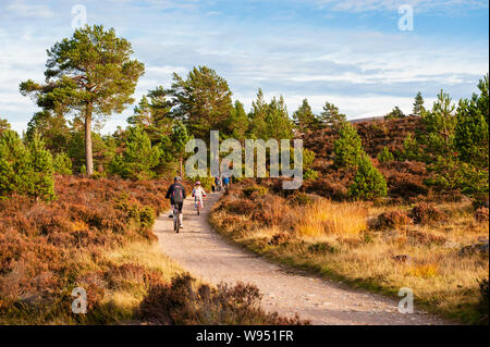 Vacances en famille - vélo à travers la forêt écossaise dans le domaine de Rothiemurchus le Parc National de Cairngorms près d'Aviemore en Ecosse Banque D'Images