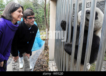 Rodolphe Delord, deuxième à gauche, directeur du ZooParc de Beauval, et sa soeur regardez un des deux pandas géants prêtés au zoo au Chengdu Rese Banque D'Images