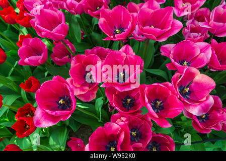Haut et vue en gros groupe de fleurs rose-rouge tulipes. Banque D'Images