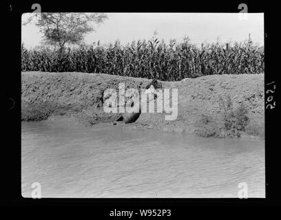 L'agriculture dans l'Égypte. L'irrigation primitif. Un tube en spirale par cylindre tourné une manivelle, élève l'eau Banque D'Images