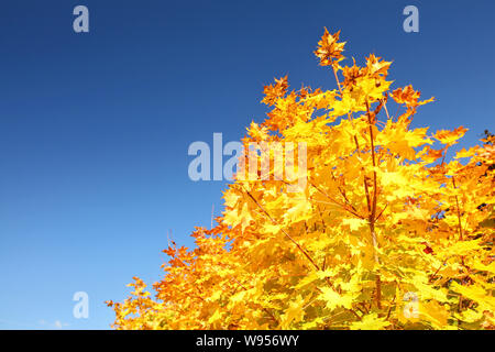 Les feuilles d'automne jaune vif sur tree top contre ciel bleu clair Banque D'Images