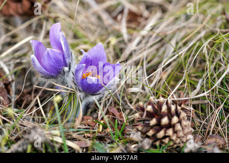 Plus bleu violet - Anémone pulsatille Pulsatilla grandis - de plus en plus de l'herbe sèche, de conifères cône près de, Close up detail Banque D'Images