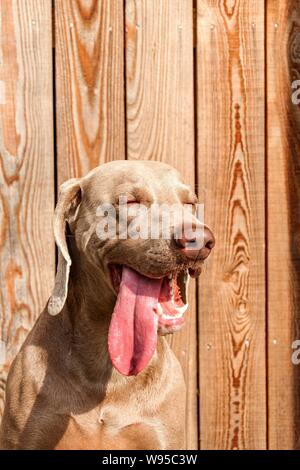 Le Braque sur terrasse en bois. Détail de l'arrêt. Chien de chasse. Les yeux du chien. Ami loyal. Banque D'Images