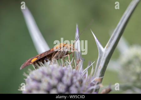 La menthe (Pyrausta aurata) sur Eryngium variifolium Banque D'Images