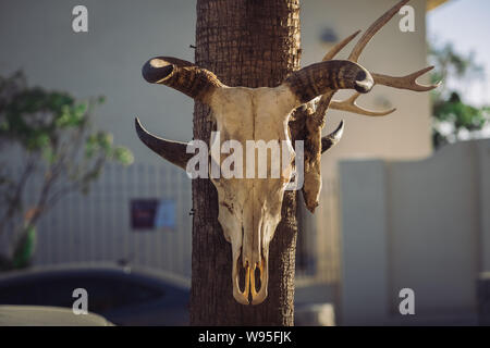 Skull bull suspendus sur des poteaux au coucher du soleil - vue avant Banque D'Images