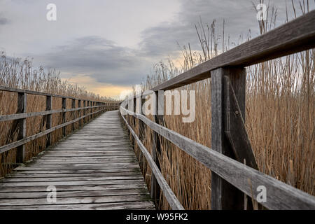 Promenade à réserve naturelle à l'Allemagne, Federsee Banque D'Images