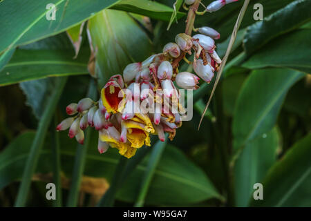 Plante gingembre coquille, jardins botaniques, Adélaïde, Australie du Sud Banque D'Images