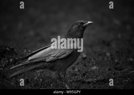 Close-up of a single crow (corvus) en noir et blanc Banque D'Images