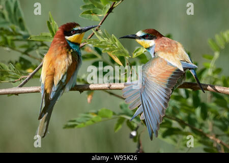 Deux des guêpiers d'Europe sur une branche dans la nature - Merops apiaster en Allemagne Banque D'Images